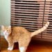 This air purifier is a must for pet parents, and it’s up to  off for Presidents’ Day