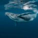 Bitcoin Whale-Retail Delta Drops To ETF-Era Lows As Smart Money Turns Cautious