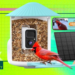 Yes, you need a smart bird feeder in your life – and this one’s on sale for Memorial Day